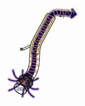 Load image into Gallery viewer, Photo - Primary